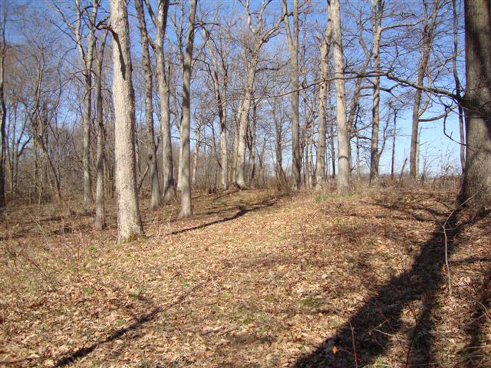 Property photo 2 - Land Auction, 113 Acres in 5 Tracts, Tillable, Building Sites, Hunting