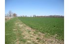 Property photo 3 - Land Auction, 113 Acres in 5 Tracts, Tillable, Building Sites, Hunting