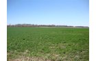 Property photo 4 - Land Auction, 113 Acres in 5 Tracts, Tillable, Building Sites, Hunting