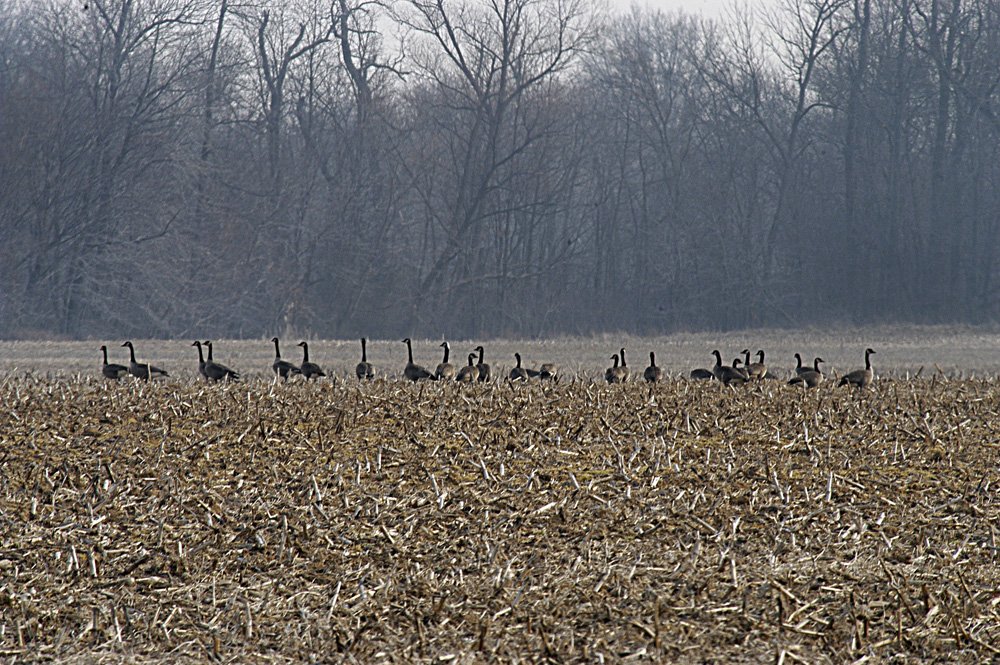 Excellent Duck Hunting Opportunity - 371 Acres Offered in 9 Tracts