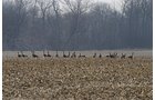 Excellent Duck Hunting Opportunity - 371 Acres Offered in 9 Tracts