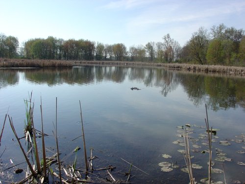 Tract 8 - 371 Acres Offered in 9 Tracts