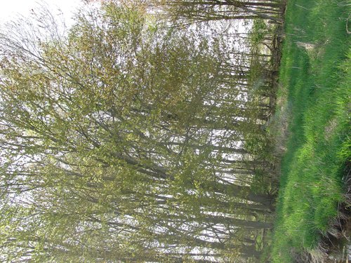 Tract 8 - 371 Acres Offered in 9 Tracts