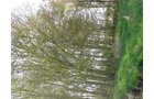 Tract 8 - 371 Acres Offered in 9 Tracts
