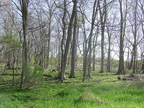 Tract 8 - 371 Acres Offered in 9 Tracts