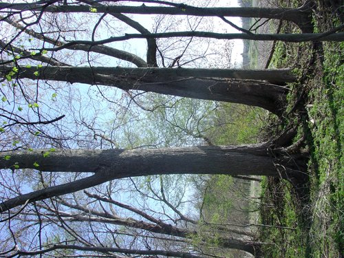Tract 9 - 371 Acres Offered in 9 Tracts