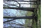 Tract 9 - 371 Acres Offered in 9 Tracts