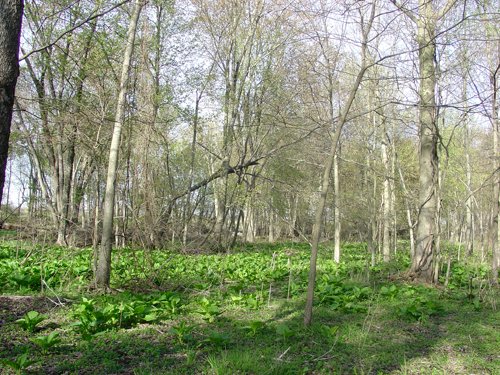 Tract 9 - 371 Acres Offered in 9 Tracts