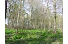 Tract 9 - 371 Acres Offered in 9 Tracts