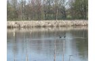 Tract 9 - 371 Acres Offered in 9 Tracts