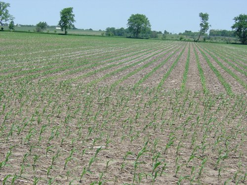 Tract 2 - 371 Acres Offered in 9 Tracts