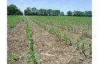 Tract 1 - 371 Acres Offered in 9 Tracts