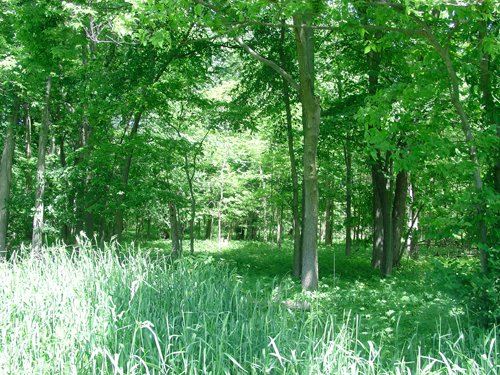 Tract 8 - 371 Acres Offered in 9 Tracts