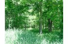 Tract 8 - 371 Acres Offered in 9 Tracts