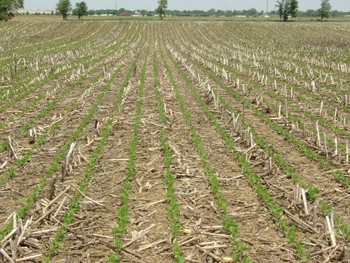 Tract 4  - 371 Acres Offered in 9 Tracts