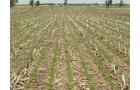 Tract 4  - 371 Acres Offered in 9 Tracts