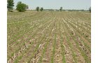Tract 4 - 371 Acres Offered in 9 Tracts