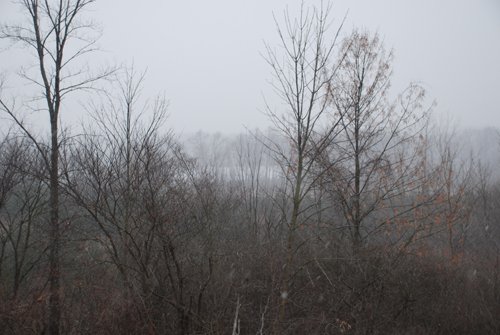Property photo 75 - 37 Acres Offered in 4 Tracts