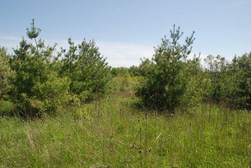 Property photo 40 - 37 Acres Offered in 4 Tracts