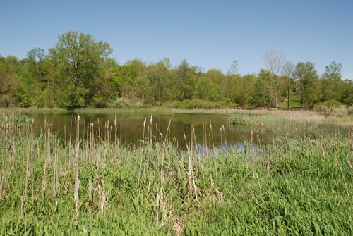 Property photo 18 - 37 Acres Offered in 4 Tracts