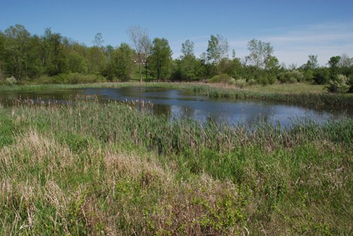 Property photo 16 - 37 Acres Offered in 4 Tracts