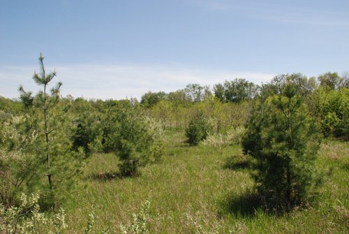 Property photo 7 - 37 Acres Offered in 4 Tracts