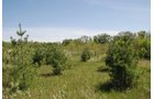 Property photo 7 - 37 Acres Offered in 4 Tracts