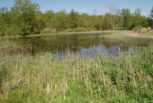 Property photo 74 - 37 Acres Offered in 4 Tracts