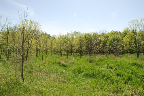 Property photo 54 - 37 Acres Offered in 4 Tracts