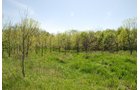 Property photo 54 - 37 Acres Offered in 4 Tracts