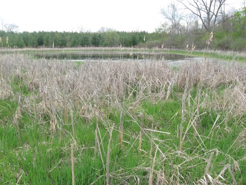 Property photo 5 - 37 Acres Offered in 4 Tracts
