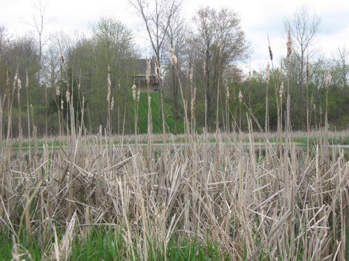 Property photo 43 - 37 Acres Offered in 4 Tracts