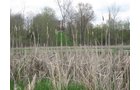 Property photo 43 - 37 Acres Offered in 4 Tracts