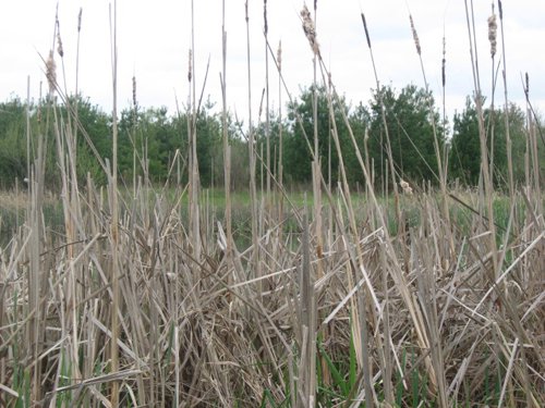 Property photo 19 - 37 Acres Offered in 4 Tracts