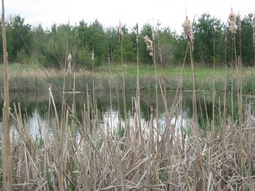 Property photo 20 - 37 Acres Offered in 4 Tracts