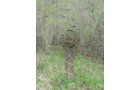 Property photo 88 - 37 Acres Offered in 4 Tracts