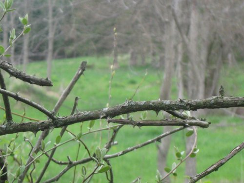 Property photo 48 - 37 Acres Offered in 4 Tracts