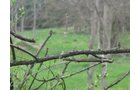 Property photo 48 - 37 Acres Offered in 4 Tracts