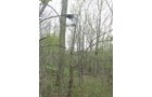 Property photo 58 - 37 Acres Offered in 4 Tracts