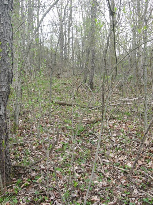 Property photo 87 - 37 Acres Offered in 4 Tracts