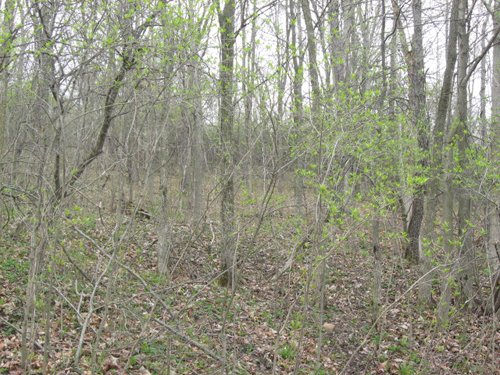 Property photo 65 - 37 Acres Offered in 4 Tracts
