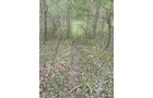 Property photo 41 - 37 Acres Offered in 4 Tracts