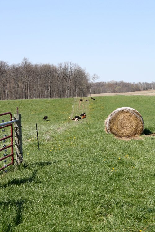 Property photo 36 - 39.7 Acres Offered in 3 Tracts