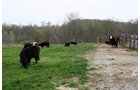 Property photo 35 - 39.7 Acres Offered in 3 Tracts
