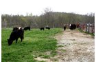 Property photo 33 - 39.7 Acres Offered in 3 Tracts
