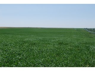 Property photo 14 - Kansas Land Auction - 3754 Acres in 16 Tracts - 22 Irrigated Circles