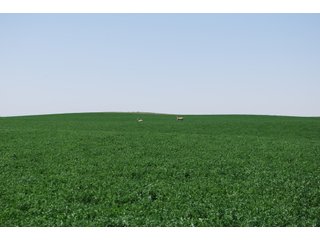 Property photo 7 - Kansas Land Auction - 3754 Acres in 16 Tracts - 22 Irrigated Circles