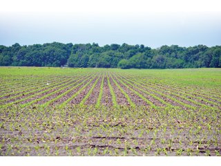 Property photo 3 - 444 Acres Offered in 7 Tracts