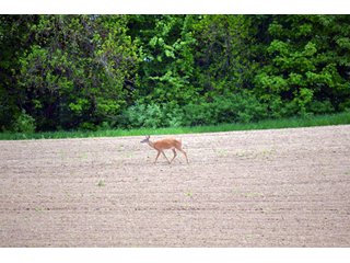 Property photo 4 - 444 Acres Offered in 7 Tracts