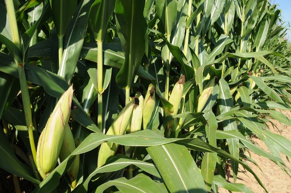 57 Acres Offered in 3 Tracts